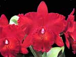 Blc.Chia Lin `Shi Shi`