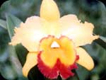 Blc.Yellow Ball-Sunset Bay