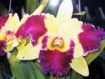 Blc.Moscombe-waikiki Gold-Dasbin